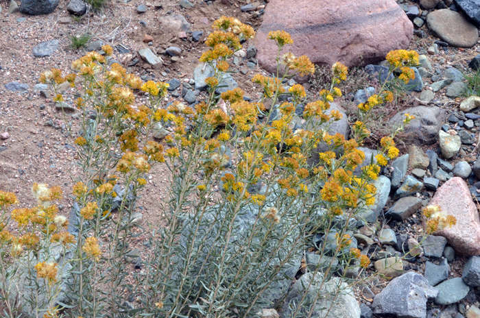 Rusby's Goldenbush or Goldenbush is a woody subshrub that has smooth stems (without surface ornamentation) that are light colored. Isocoma rusbyi Rusby's Goldenbush or Goldenbush is a woody subshrub that has smooth stems (without surface ornamentation) that are light colored. Isocoma rusbyi